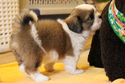 成約済の愛知県のシーズー-55523の11枚目