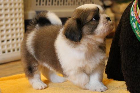 成約済の愛知県のシーズー-55523の10枚目