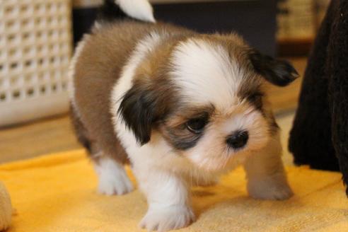 成約済の愛知県のシーズー-55523の9枚目