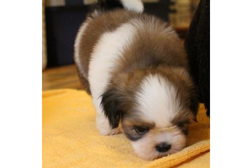 成約済の愛知県のシーズー-55523の8枚目