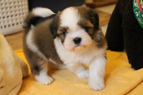 成約済の愛知県のシーズー-55523の7枚目