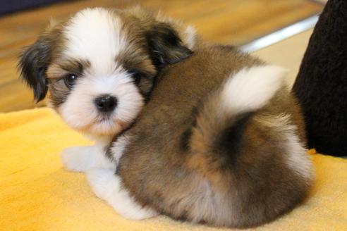 成約済の愛知県のシーズー-55523の6枚目