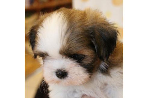 成約済の愛知県のシーズー-55523の5枚目