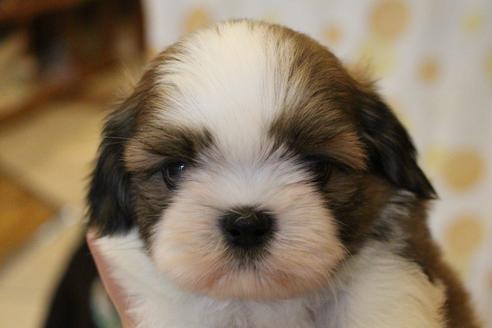 成約済の愛知県のシーズー-55523