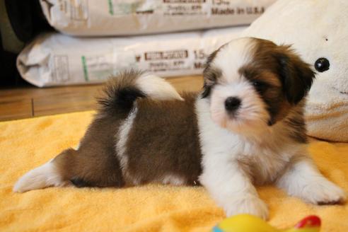 成約済の愛知県のシーズー-55523の4枚目