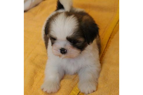 成約済の愛知県のシーズー-55523の3枚目