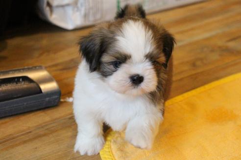 成約済の愛知県のシーズー-55523の2枚目