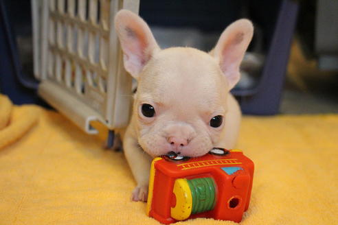 成約済の愛知県のフレンチブルドッグ-54846の11枚目