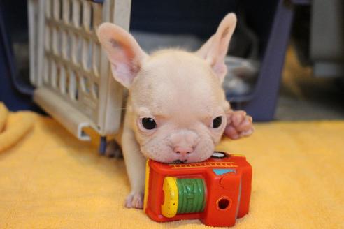 成約済の愛知県のフレンチブルドッグ-54846の10枚目