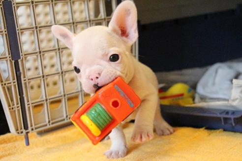 成約済の愛知県のフレンチブルドッグ-54846の9枚目