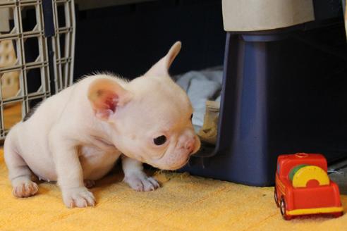 成約済の愛知県のフレンチブルドッグ-54846の8枚目