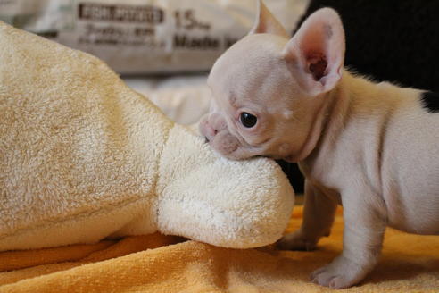 成約済の愛知県のフレンチブルドッグ-54846の7枚目