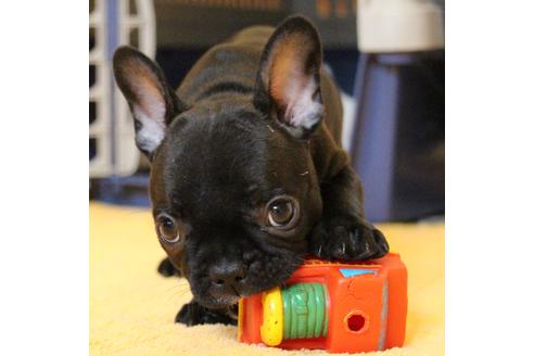 成約済の愛知県のフレンチブルドッグ-54847の8枚目