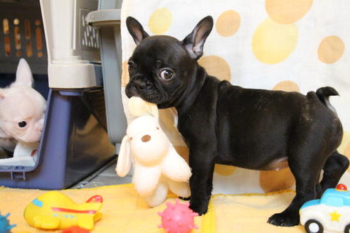 成約済の愛知県のフレンチブルドッグ-54847の7枚目