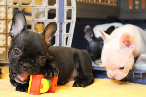 成約済の愛知県のフレンチブルドッグ-54847の6枚目