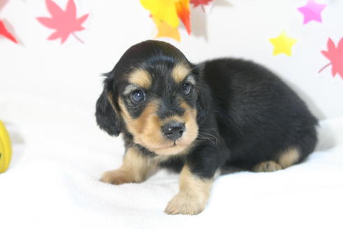 成約済の京都府のミニチュアダックスフンド(ロングヘアード)-56888の4枚目