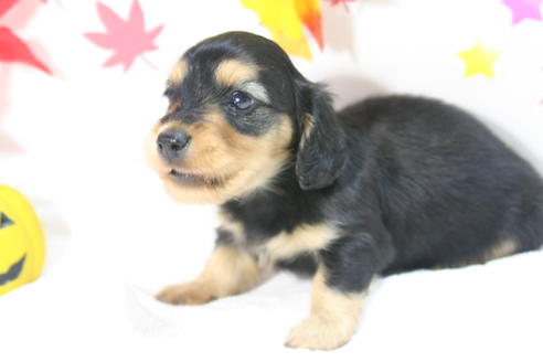 成約済の京都府のミニチュアダックスフンド(ロングヘアード)-56888の3枚目