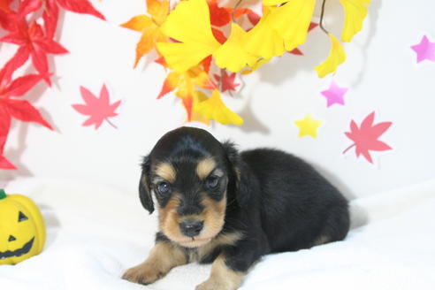 成約済の京都府のミニチュアダックスフンド(ロングヘアード)-56888の2枚目