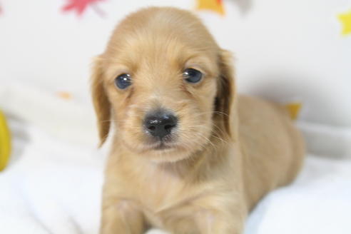 成約済の京都府のミニチュアダックスフンド(ロングヘアード)-56889