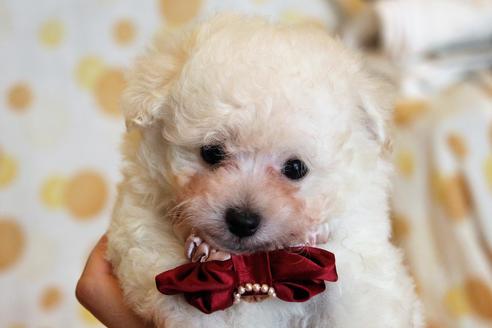 成約済の愛知県のトイプードル-55451の52枚目