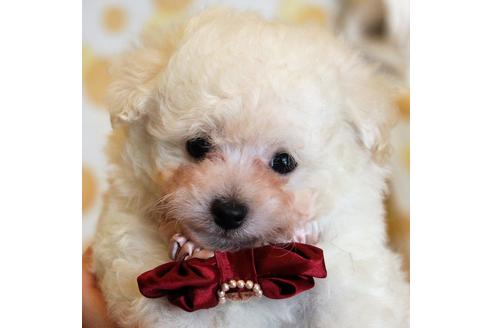 成約済の愛知県のトイプードル-55451の51枚目