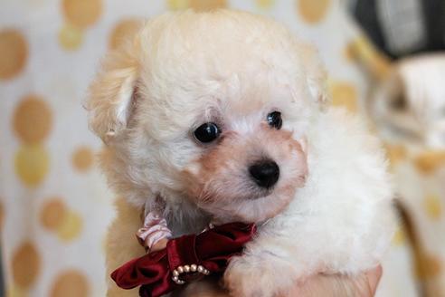 成約済の愛知県のトイプードル-55451の50枚目