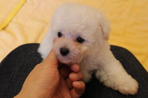 成約済の愛知県のトイプードル-55451の49枚目