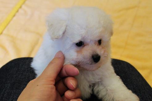 成約済の愛知県のトイプードル-55451の48枚目