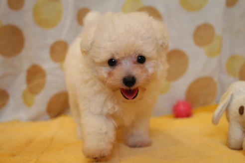 成約済の愛知県のトイプードル-55451の47枚目