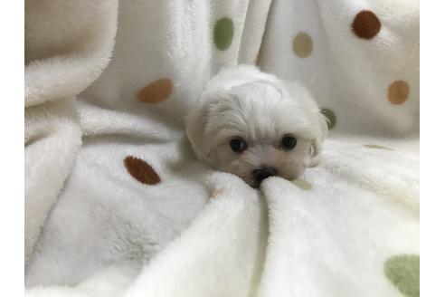 成約済の岐阜県のマルチーズ-56823の4枚目