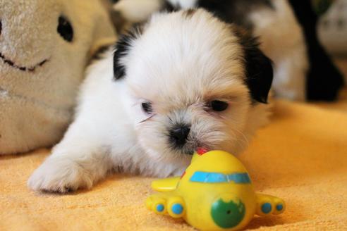 成約済の愛知県のシーズー-55578の14枚目