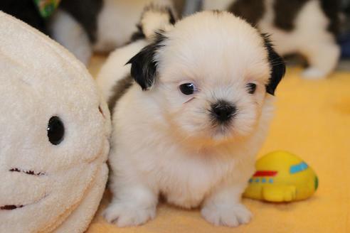成約済の愛知県のシーズー-55578の13枚目