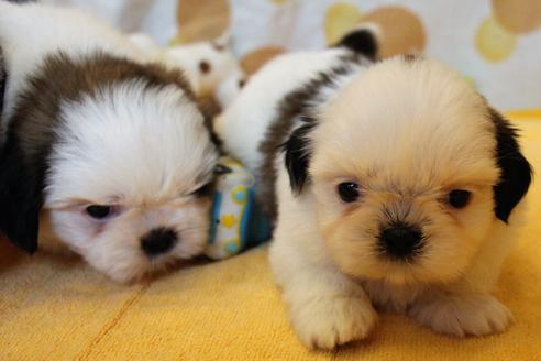 成約済の愛知県のシーズー-55578の12枚目