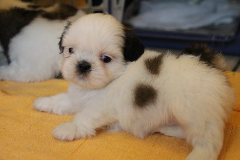 成約済の愛知県のシーズー-55578の11枚目