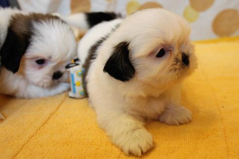 成約済の愛知県のシーズー-55578の10枚目