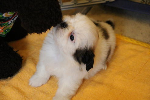 成約済の愛知県のシーズー-55578の9枚目