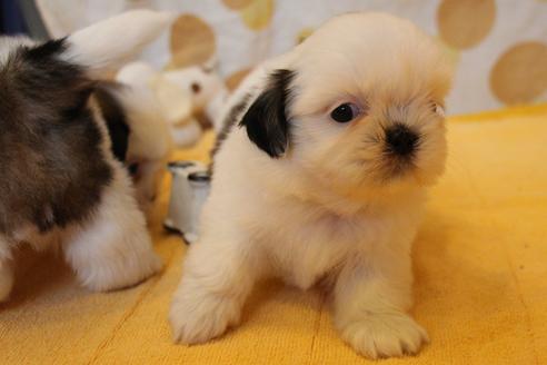 成約済の愛知県のシーズー-55578の8枚目