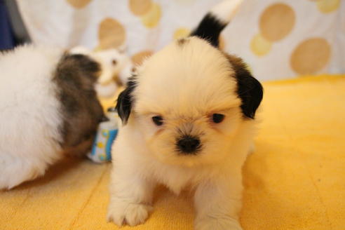 成約済の愛知県のシーズー-55578の7枚目