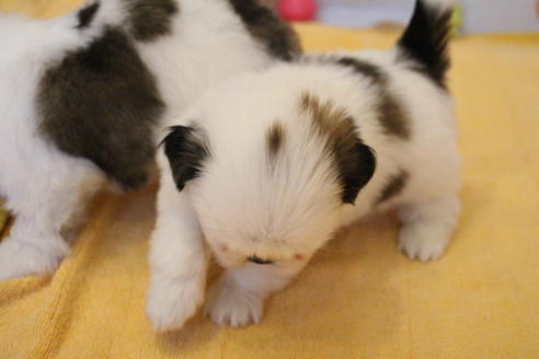 成約済の愛知県のシーズー-55578の6枚目