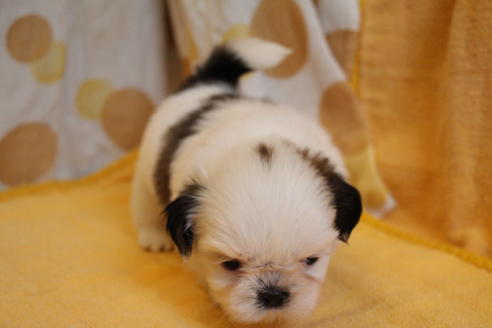 成約済の愛知県のシーズー-55578の5枚目