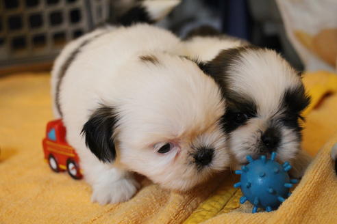 成約済の愛知県のシーズー-55578の4枚目