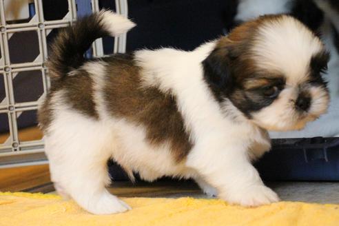 成約済の愛知県のシーズー-55576の8枚目