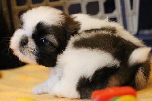 成約済の愛知県のシーズー-55576の7枚目