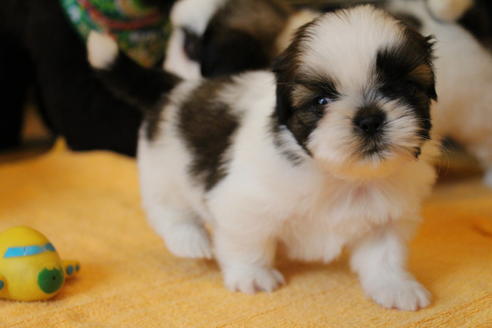 成約済の愛知県のシーズー-55576の1枚目