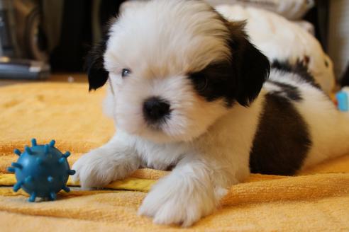 成約済の愛知県のシーズー-55577の13枚目