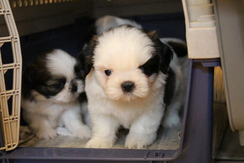 成約済の愛知県のシーズー-55577の12枚目