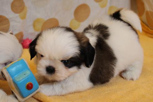 成約済の愛知県のシーズー-55577の11枚目