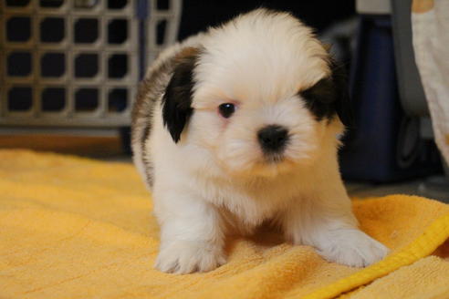 成約済の愛知県のシーズー-55577の10枚目