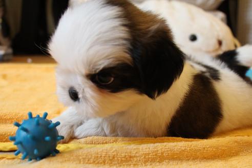 成約済の愛知県のシーズー-55577の9枚目