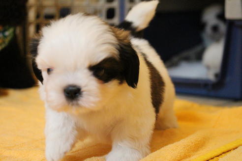 成約済の愛知県のシーズー-55577の8枚目